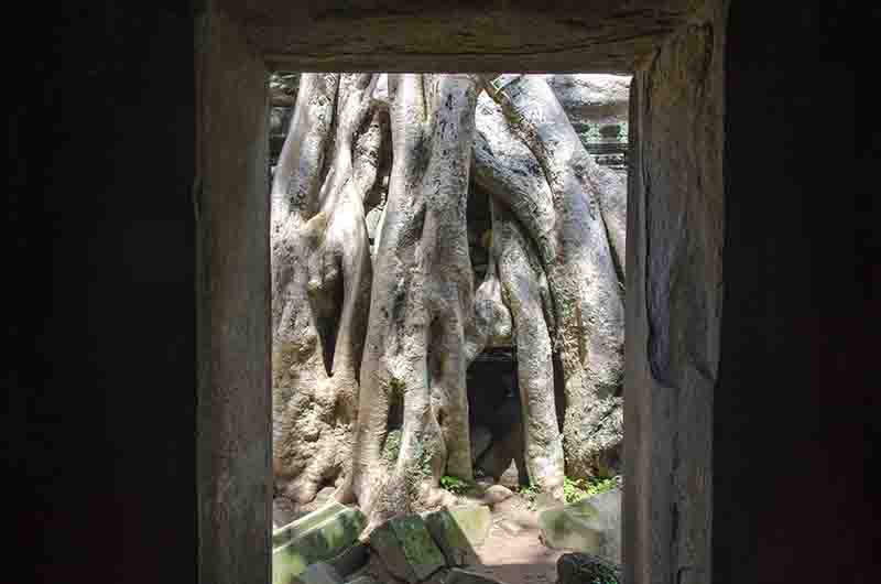 96 - Camboya - Angkor - templo de Ta Prohm